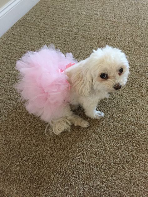 Pink and gold 1st birthday dog tutu 1st Birthday Dog, Pink And Gold 1st Birthday, Dog Finds, Dog Tutu, Pet Items, Birthday Dog, Pink Dog, Dogs Of The World, Dog Coats