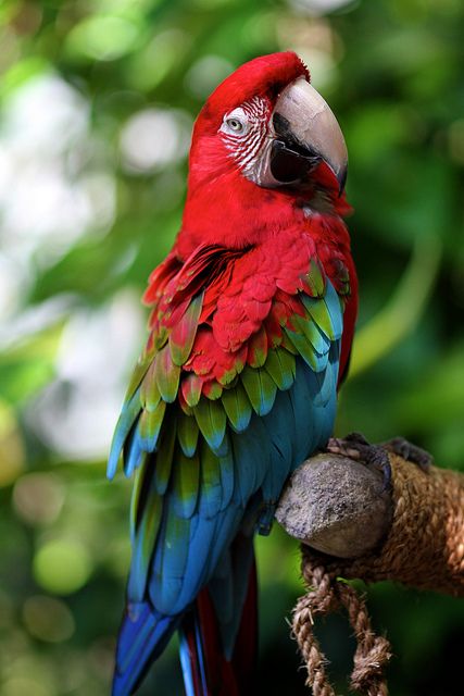 Macaw, expensived bird, need large cage, not for beginner. Very very loud. Burung Kakatua, Green Wing Macaw, Parrots Art, Macaw Parrot, Nature Tour, Most Beautiful Birds, Kinds Of Birds, Airbrush Art, Bird Pictures