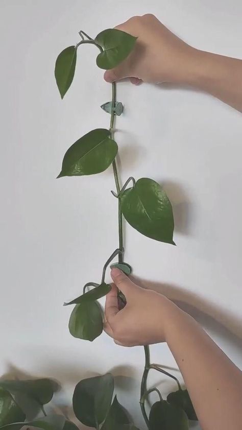 Plant Climbing Artifact Fixing Clip [Video] [Video] | Inside house plants, Plants, Inside plants Plants Inside House, Inside House Plants, Plants House, Inside House, Plant Hacks, Inside Plants, Plant Decor Indoor, House Plants Decor, House Plants Indoor