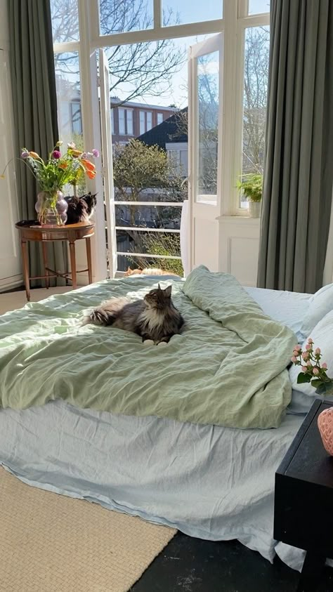 Cat Aesthetic Home, Cat At Home Aesthetic, Condo Plan, 5 Year Goals, Apartment Cat, Spring Reset, Cozy English Cottage, Victoria Tv Show, Cat Bedroom