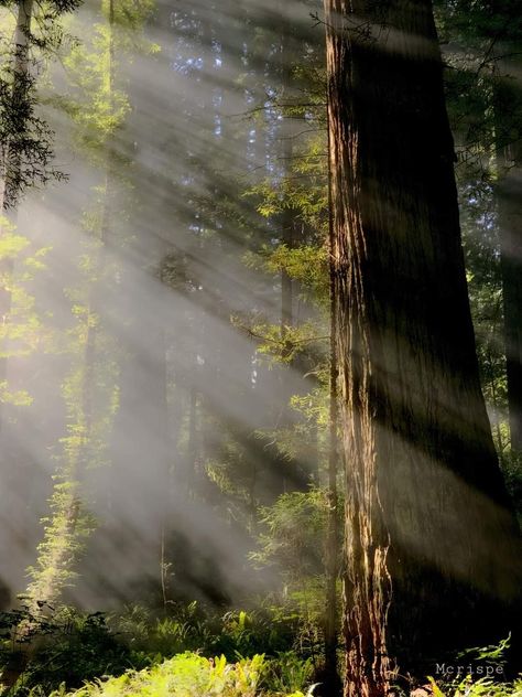 Redwood National Park, California California Redwoods Aesthetic, Tahoe National Forest, Red Wood Forest California, Redwood Forest Aesthetic, Redwoods Painting, National Parks Aesthetic, National Park Aesthetic, Redwoods National Park, Redwood Forest California