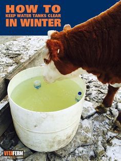 How to Keep Water Tank Clear in Winter Miniature Cows, Raising Cattle, Goat Care, Water Trough, Mini Cows, Show Cattle, Beef Cattle, Water Tanks, Cattle Ranching