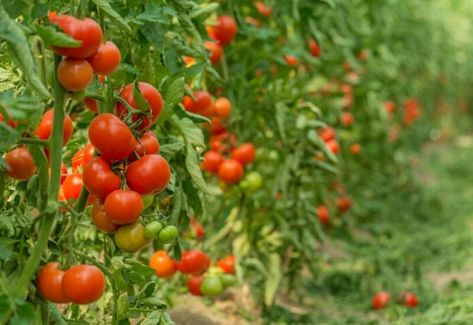 Beefmaster Tomato Growing Guide: Everything You Need to Know Beef Steak Tomatoes Growing, Flea Beetles, Beef Sticks, Types Of Tomatoes, Beefsteak Tomato, Garden Plots, Tomato Plants, Growing Tomatoes, Beef Steak