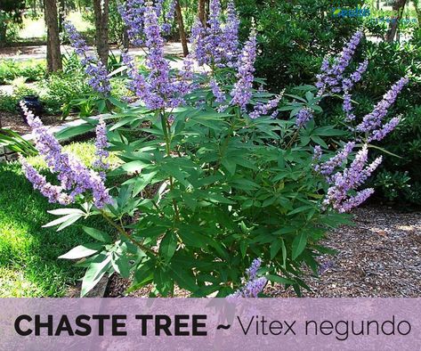 Chaste Tree Berry Benefits, Chaste Tree Benefits, Vitex Tree, Utah Landscaping, Tree Facts, Tools Tattoo, Vitex Agnus Castus, Garden Plot, Companion Gardening