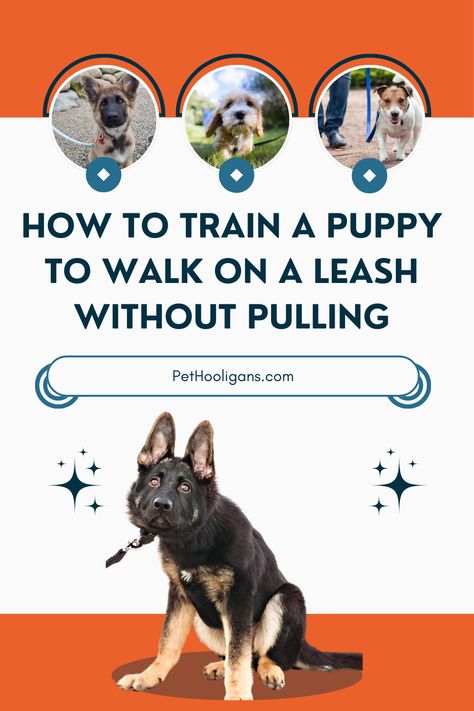 Master the art of peaceful walks with our guide on How to Train a Puppy to Walk on a Leash Without Pulling! 🐕🐾 Step-by-step, we'll show you positive reinforcement techniques that make leash training a breeze. Enjoy stress-free strolls with your well-behaved pup. #PuppyTraining #LeashSkills #NoPullWalking Dog Treats Training, Training Dog Treats, Training Aesthetic, Aesthetic Training, Jump Training, Train A Puppy, Training Dogs, Dog Water Bottle, Dog Aesthetic