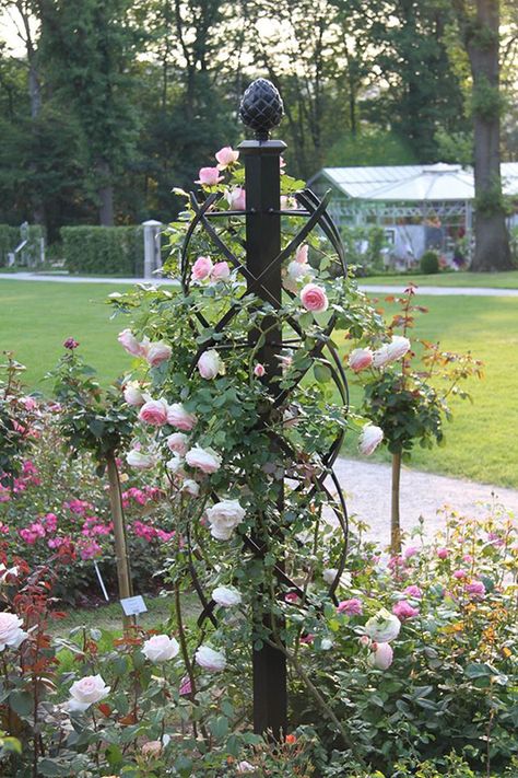 obelisk for climbing roses Climbing Roses Trellis, Tall Garden Trellis, Obelisk Trellis, Wall Trellis, Flower Trellis, Rose Garden Design, Arbors Trellis, Rose Trellis, Garden Obelisk