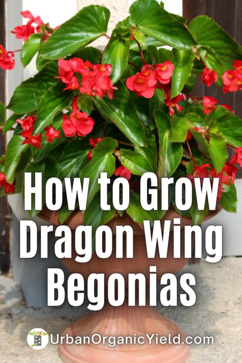 The Dragon Wing Begonia is a beautiful plant that can be a great addition to any home. Begonias are a diverse group of plants that come in many shapes and sizes. They are easy to care for and can be kept in a pot or in the ground. Here are some tips on how to care for your Dragon Wing Begonia. Begonias In Pots, Dragon Wing Begonia, Begonia Dragon, Black Eyed Susan Vine, Begonia Plant, Texas Landscaping, Dragon Wing, Annual Garden, Plant Care Tips