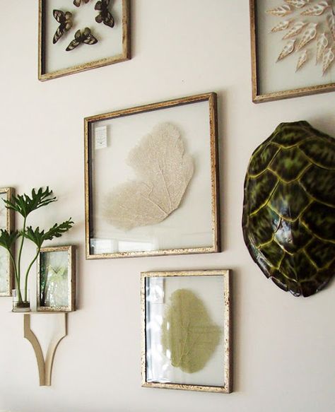 Taxidermy Decor, Decorated Room, Shell Display, Sea Fan, Home Making, Inspired Bedroom, House Design Ideas, Wall Colour, Stone Cladding