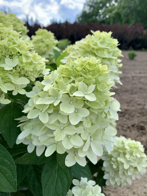 Magic Candle, Hydrangea Care, Hydrangea Paniculata, Fall Florals, Candle Magic, Fall Floral, Hydrangea, Garden Plants, Perennials