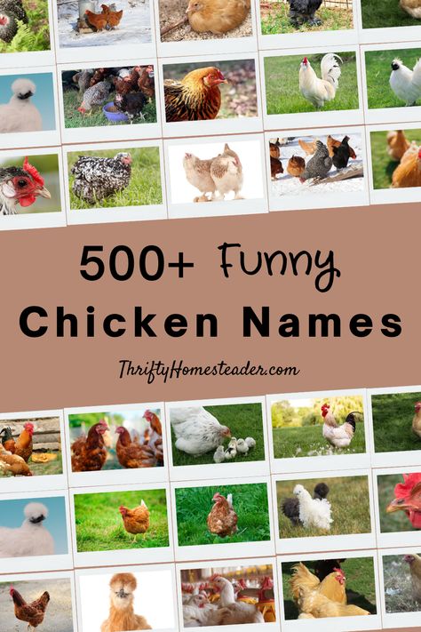 A couple of times a year on my Thrifty Homesteader Facebook page, I’ll ask people to share their favorite chicken names. I always have a great laugh and think that I need to remember “that one” the next time I have a chicken who would be suited to that name. Because I never remember the clever names, I went through those old posts and summarized them here for your convenience — and mine! Chicken Name Tags, Chicken Name Signs, Hen Names, Good Chicken Names, Cute Chicken Names, Rooster Names, Different Breeds Of Chickens, Breeds Of Chickens, Cute Chicken Coops