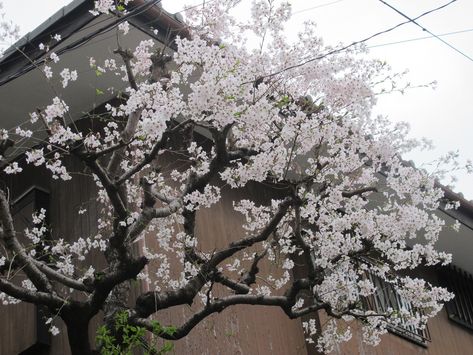 Soft Pink Theme, White Cherry Blossom, Sakura Tree, Japan Aesthetic, Inspiring Images, Dream Art, White Aesthetic, Art Beautiful, Green Aesthetic