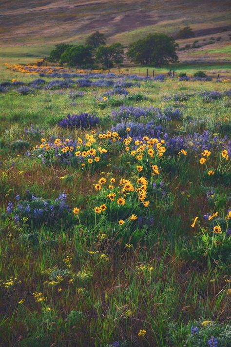 Wild Flowers Asthetics, Oregon Landscape Photography, Pnw Wildflowers, Pnw Flowers, Idaho Wildflowers, Washington Wildflowers, Oregon Wildflowers, Pnw Plants, Sky Ladder