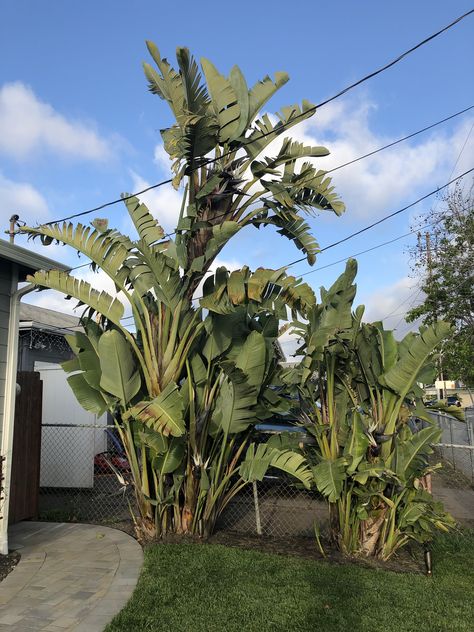 Help needed: Giant white bird of paradise care White Bird Of Paradise Landscaping, Giant Bird Of Paradise Landscape, White Birds Of Paradise Plant, White Bird Of Paradise Plant, Giant Bird Of Paradise, White Bird Of Paradise, Paradise Landscape, Birds Of Paradise Plant, Outdoor Shower Enclosure