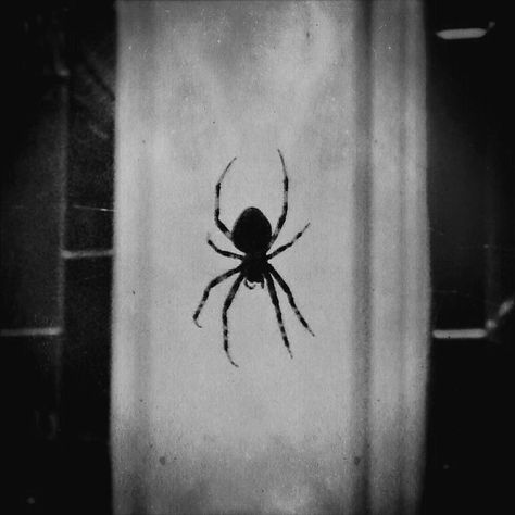 Spiders Aesthetic Dark, Goth Spider Aesthetic, Spider Astethic, Black Spider Aesthetic, Spider Aesthetic Dark, Spiders Aesthetic, Spider Black And White, Shadow Spider, Aesthetic Spider