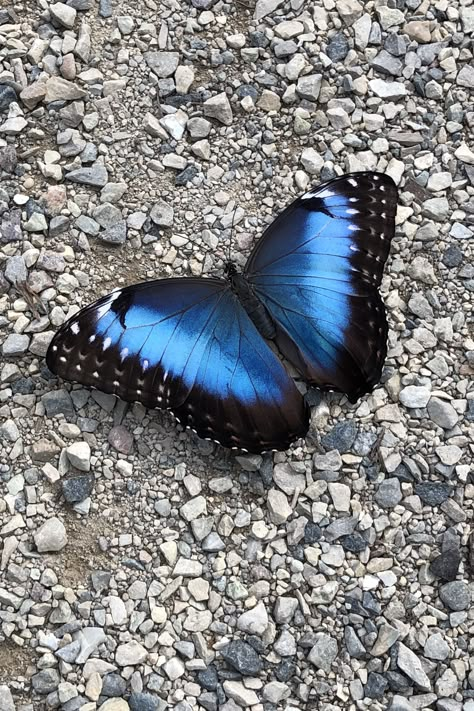 Blue Morpho Butterfly Aesthetic, Blue Butterfly Aesthetic, Morpho Azul, Paris Travel Photography, Beautiful Butterfly Photography, Butterfly Art Painting, Blue Morpho Butterfly, Morpho Butterfly, Marvel Photo