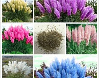 Different colors of PAMPAS GRASS cortaderia selloana 100 | Etsy Purple Pampas, Purple Pampas Grass, Ornamental Garden, Pink Pampas Grass, Ornamental Grass, Plant Seedlings, Grass Flower, Home Garden Plants, Bonsai Plants