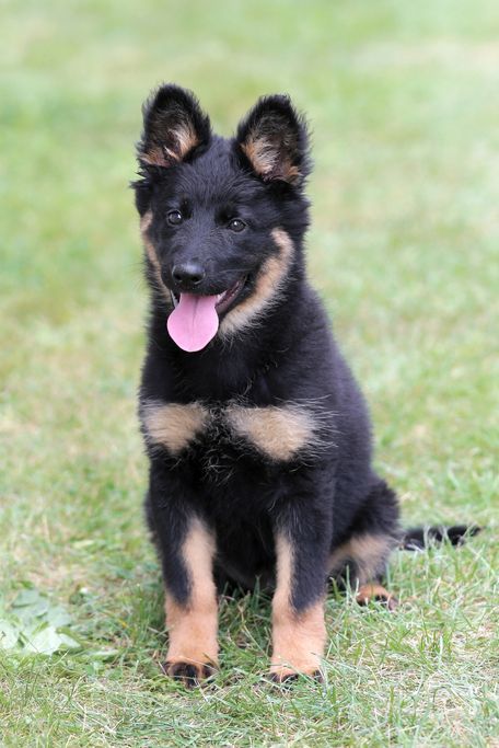 Best Medium Sized Dogs, We Rate Dogs Twitter, Bohemian Shepherd, Medium Sized Dogs Breeds, Loyal Dog Breeds, Medium Sized Dog, Apartment Dogs, We Rate Dogs, Shepherd Dog Breeds