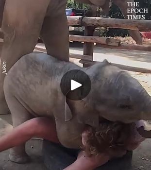 99K views · 3.5K reactions | Baby elephant excitedly plays with man and tries to climb on him | elephant, man | So precious! This sweetie pie has found a new friend to play with.❤️🐘  Credit: Jukin | By Funniest Family MomentsFacebook Baby Elephants Playing, Elephant Camp, Elephant Rock, Elephant Pants, Elephant Ears, Elephant Love, Elephant Family, Sweetie Pie, Family Humor