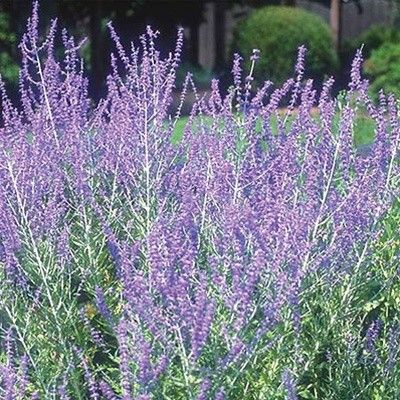 Perovskia Little Spire Perovskia Atriplicifolia, Perovskia Blue Spire, Summer Perennials, Mexican Feather Grass, Russian Sage, Backyard Ideas For Small Yards, Wholesale Plants, Garden Border, Back Garden Design