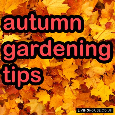 Autumn Gardening Uk, Fall Garden Plants, Fall Garden Planting, Autumn Gardening, Spring Lawn Care, Lasagna Gardening, Plants To Grow, Veg Garden, Fall Garden