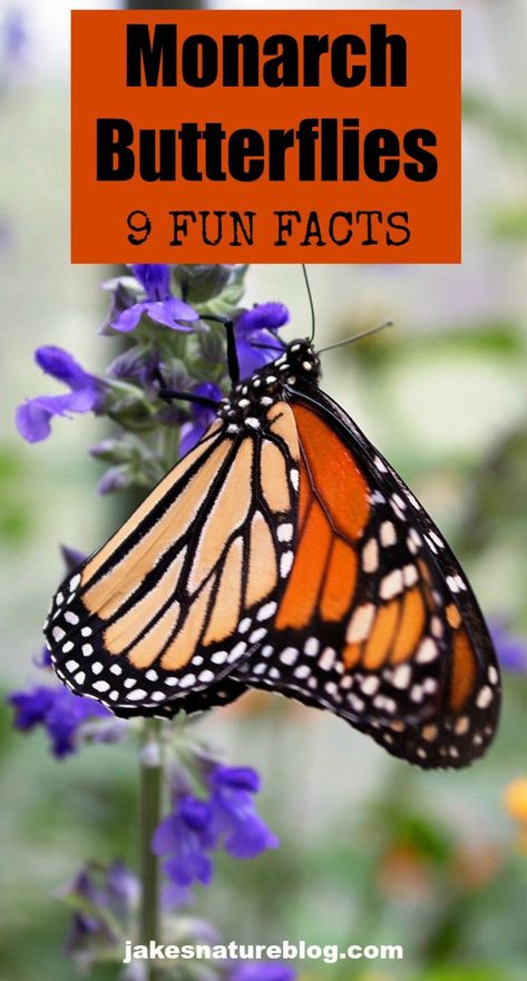 wider veins than the males on their wings. 40 Shares 40 Here Monarch Butterfly Facts, Raising Monarch Butterflies, Mountain Animals, Nature Facts, Raising Butterflies, Butterfly Food, Monarch Butterfly Migration, Butterfly Facts, Monarch Butterfly Garden