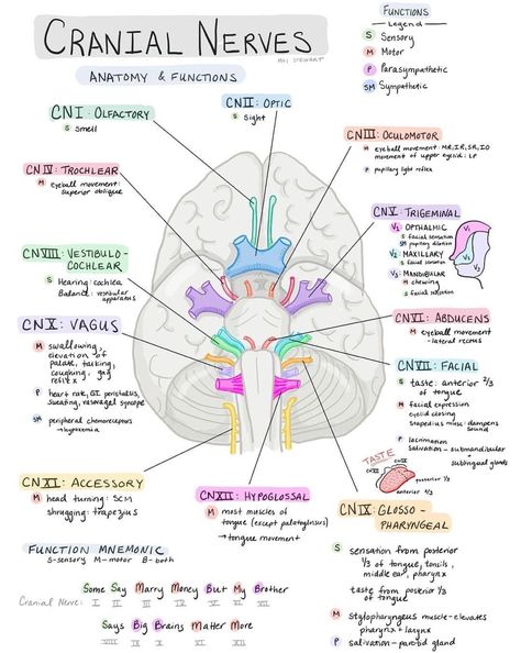 Cranial Nerves Nursing School Essential, Nursing School Motivation, Basic Anatomy And Physiology, Nurse Study Notes, Nursing Student Tips, Medical Student Study, Nursing School Survival, Cranial Nerves, Nursing School Studying