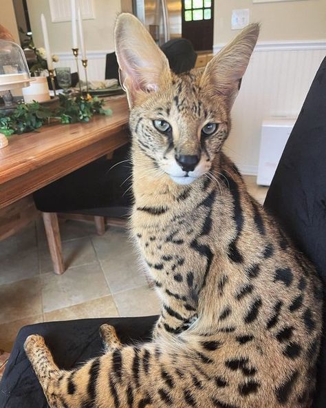 F1 Savannah Cat African Savannah Cat, F5 Savannah Cat, Savannah Cat Aesthetic, Savanna Cat, F3 Savannah Cat, F1 Savannah Cat, Savannah Cat Full Grown, African Serval Cat, Cat Breeds Hypoallergenic