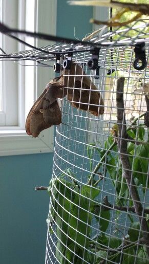 Female Polyphemus moth inside breeding cage. Male Polyphemus moth breeding with female for about 18 hours. Moth Breeding, Pet Moth, Polyphemus Moth, Moth, Muse, Career, Outdoor Structures, Pet, Bedroom