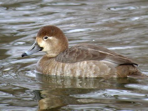 Redhead Female Female Redhead, Redhead Light, Duck Paintings, Redhead Duck, Ring Neck, Duck Pictures, Redhead Men, Bird Carving, Duck Decoys