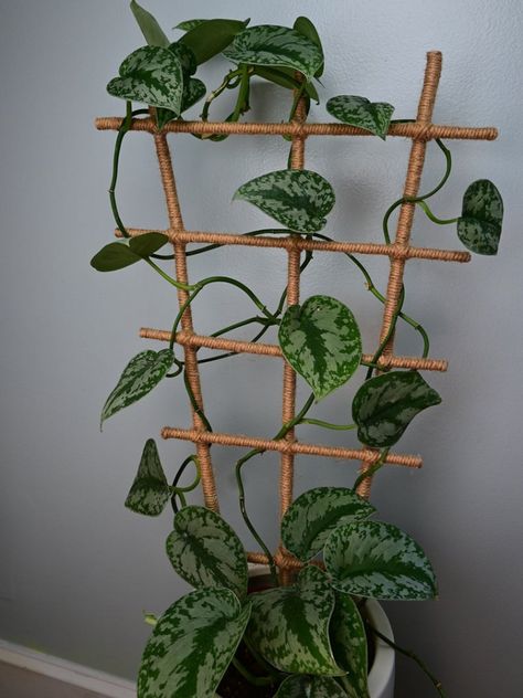 Mini Trellis, Indoor Climbing Plants, Home Decor Cheap, Modern Mexican Home Decor, Houseplant Trellis, Indoor Plant Trellis, French Country Home Decor, Modern Mexican Home, Climbing Plant Support