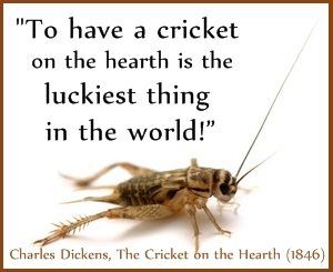 Crickets - A symbol of good luck. The symbolism and meaning of the insects. Many have forgotten. Cricket Insect, Celtic Words, Symbolism Meaning, Cricket Quotes, Irish Words, Animal Reiki, Spiritual Animal, Animal Spirit Guides, Love Mom Quotes