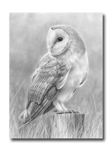 barn owl Owl Sketch, Owl Drawing, Owl Sitting, Pencil Drawings Of Animals, Bird Sketch, Owl Tattoo Design, Owls Drawing, Owl Pictures, Artist Blog