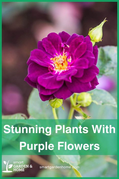 Dive into the world of enchanting purple blooms!

Discover 21 stunning plants with purple flowers and add a pop of color to your garden! Plants With Purple Flowers, Purple Flowering Plants, Buddleja Davidii, Ice Plant, Smart Garden, Tiny Plants, Butterfly Bush, Deep Purple Color, Blue Roses