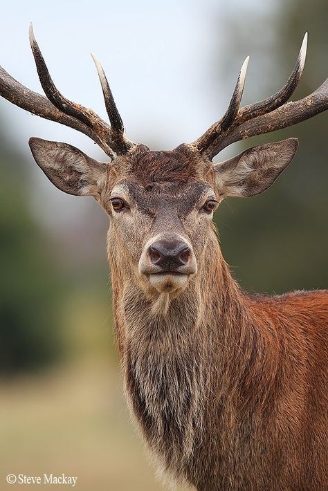 Deer Portrait, Hirsch Silhouette, Deer Photography, Animals Tattoo, Deer Photos, Nature And Animals, Romania Travel, Deer Pictures, Fallow Deer