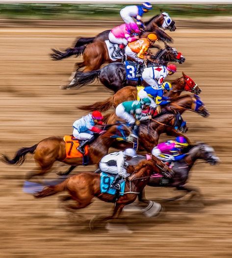 Kentucky Derby Decorations, Secretariat Horse, Kentucky Art, Racing Horse, Horse Knowledge, Race Photography, American Pharoah, Derby Horse, The Great Race