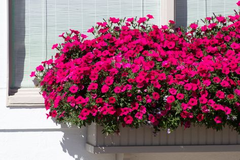 A well-designed window box can be the crowning glory of your full-sun garden. Discover low-care container flowers that thrive in all regions. Window Box Flowers For Sun, Railing Flower Boxes, Planter Boxes Flowers, Summer Planting, Full Sun Garden, Fall Window Boxes, Balcony Flower Box, Full Sun Flowers, Window Box Plants