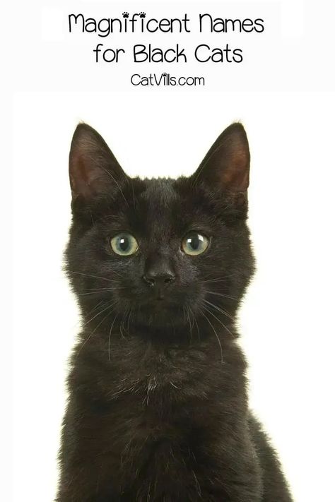 Unique Black Cat Names That Will Suit Your Stealthy Companion 8 Black Cat Names, Girl Cat Names, Unique Cat Names, Funny Cat Names, Cute Cat Names, Creepy Kids, Cute Black Cat, Black Kitten, Cute Names