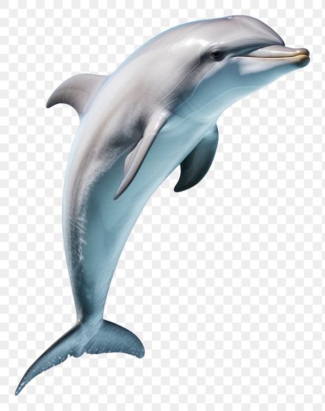 Dolphin Images, Dolphin Art, Lord Krishna Hd Wallpaper, Krishna Photos, Blue Whale, Image Hd, Dolphins, Hd Wallpaper, Penguins