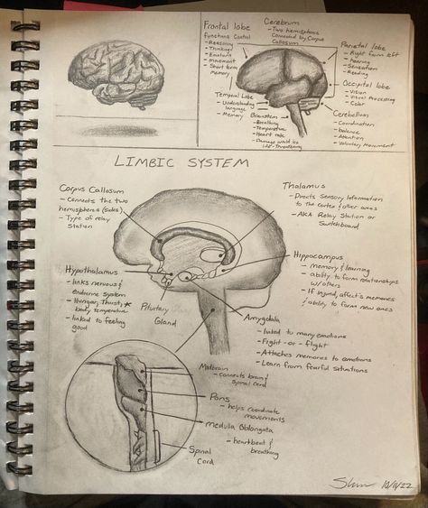 Brain Sketch Anatomy, Limbic System Brain Anatomy, Dream Psychology, Psychology Studies, Brain Anatomy, Limbic System, Soup For The Soul, Anatomy Sketches, Drawing Studies