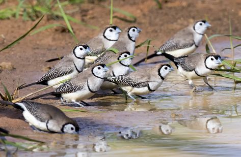 5 best species for a mixed finch aviary - Aviculture Hub Finch Aviary, Australian Trees, Raising Chicks, Red Bill, Bird Aviary, Building A Chicken Coop, Finches, Australian Birds, Little Birds