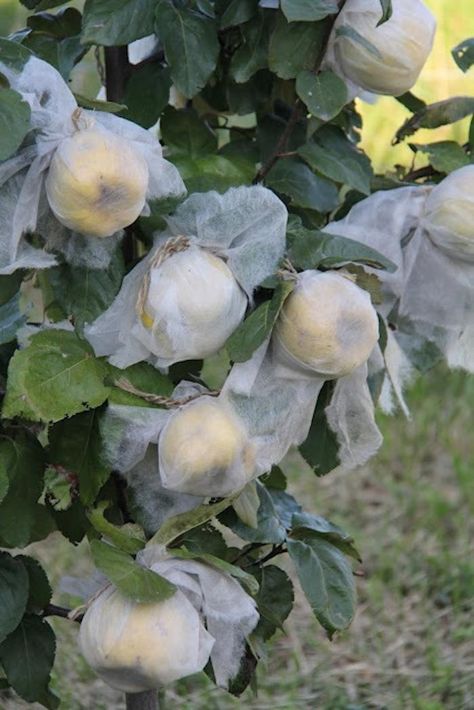 Covered fleece fruit trees for bugs and squirrels: we have used the mesh nets that are used for potatoes and other bulk vegetables too. Apple Tree Care, Growing Fruit Trees, Winter Fruit, Potager Garden, Veg Garden, Peach Trees, Fruit Tree, Growing Fruit, Tree Care