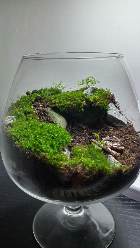 #mini landscape Moss Gardens, Hardscape Ideas, Mini Landscape, Plants In Bottles, Moss Terrarium, Moss Garden, Garden Terrarium, Micro Landscape, Vivarium