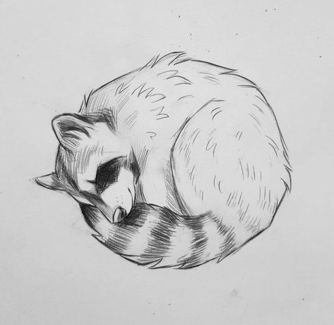 Sketch. Insta| @kleevia Kyle Ferrin, Racoon Tattoo, Raccoon Drawing, Raccoon Tattoo, Sleeping Drawing, Raccoon Art, Sleeping Animals, Western Artwork, Animal Spirit Guides