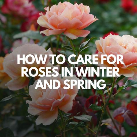 How to Care for Roses in Winter and Spring How To Winterize Rose Bushes, When To Prune Roses, Rose Bush Care, Container Roses, Pruning Roses, Spring Snow, Short Plants, Rose Care, Rose Varieties