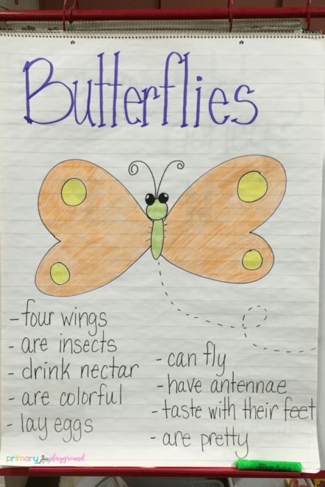 Teaching About Butterflies In The Classroom - Primary Playground Parts Of A Butterfly Kindergarten, Life Cycle Of A Butterfly Anchor Chart, Butterfly Learning Activities, Butterfly Unit Preschool, Parts Of A Butterfly Preschool, Butterfly Science Preschool, Butterfly Anchor Chart, Butterfly Preschool Activities, Kindergarten Butterfly