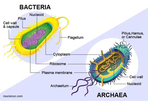 Archaea vs Bacteria – What are the Similarities, Differences, and Examples - Rs' Science Archea Bacteria, Archaea Bacteria, Biology Diagrams, Gram Negative Bacteria, Cell Organelles, Eukaryotic Cell, Dna Replication, Transcription And Translation, Plasma Membrane