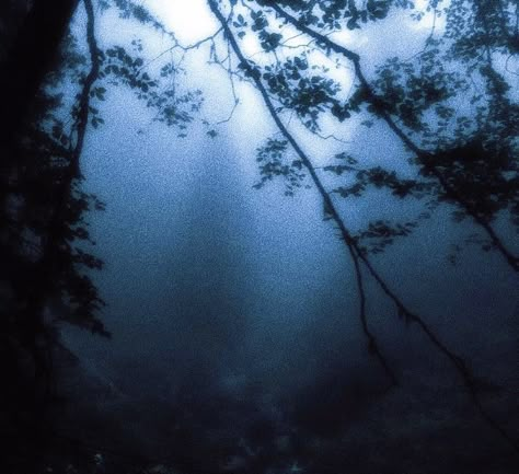 Blue Aesthetic Dark, Rhapsody In Blue, Foggy Forest, Blue Forest, Blue Tree, Corpse Bride, Blue Hour, Dark Photography, Ethereal Art