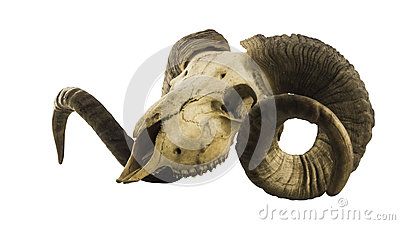 Ram Skull, Aries Tattoo, Side View, Lion Sculpture, Siding, Statue, Sculpture, Art