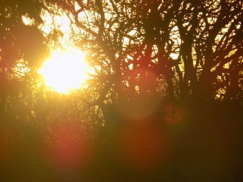 silhouettes sun glare bokeh trees Sun Glare Photography, Sun Flare, Morning Light, Printmaking, Sun, Still Life, Celestial Bodies, Drawings, Photography