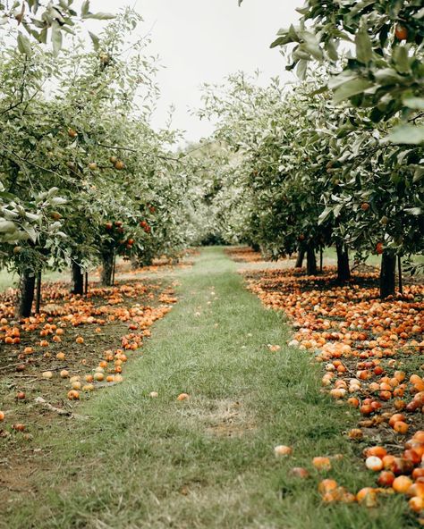 Apple Orchard Worcester, England Fey Forest, September Art, Worcester England, Fruit Farm, Orchard Garden, House Farm, Farm Sanctuary, Happy House, Apple Orchard